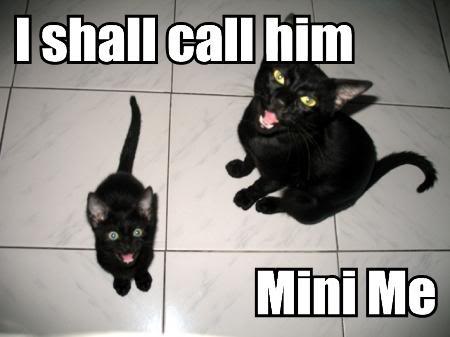 Epic cat thread I-shall-call-him-mini-me