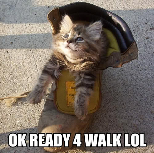 Epic cat thread Ok-ready-4-walk-lol-1