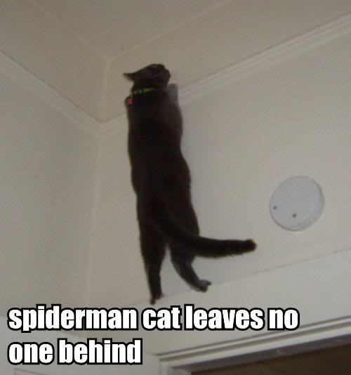 Epic cat thread Spiderman-cat-leaves-no-one-behind