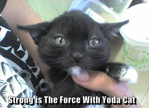 Epic cat thread Strong-is-the-force-with-yoda-cat