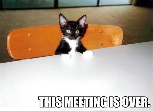 Epic cat thread This-meeting-is-over