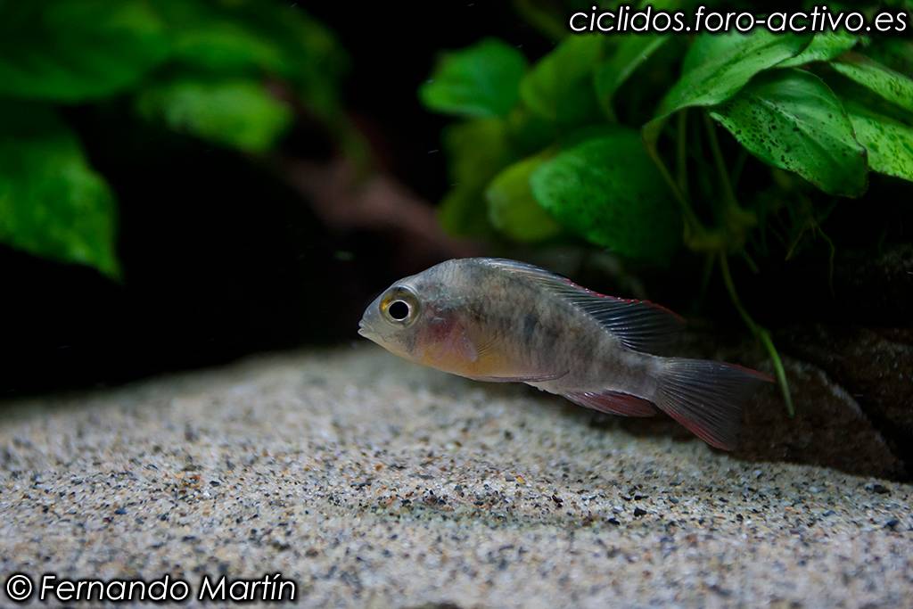 Papilla para medicar los peces Papilla9