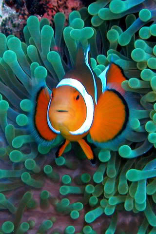 Hình nền cho iphone đây Clownfish