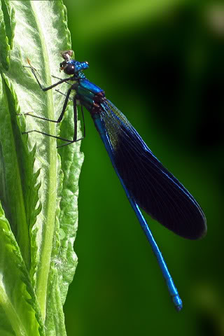 Hình nền cho iphone đây Dragonfly