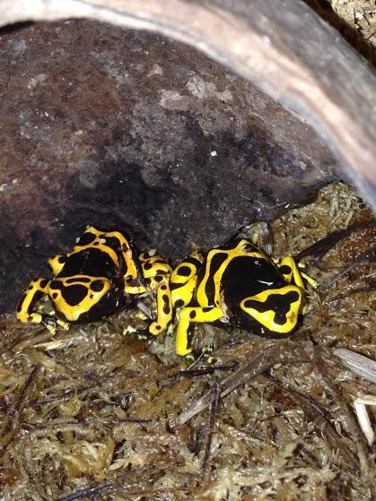 Almost a Full Update - including Dendrobates Leucomelas Pdf1