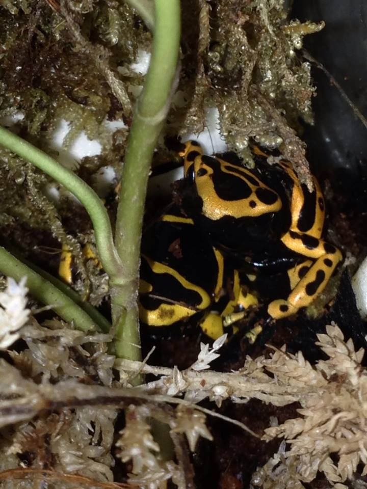 Almost a Full Update - including Dendrobates Leucomelas PDF1