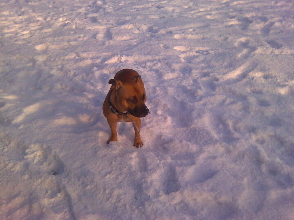 Dogs In The Snow! Image1118