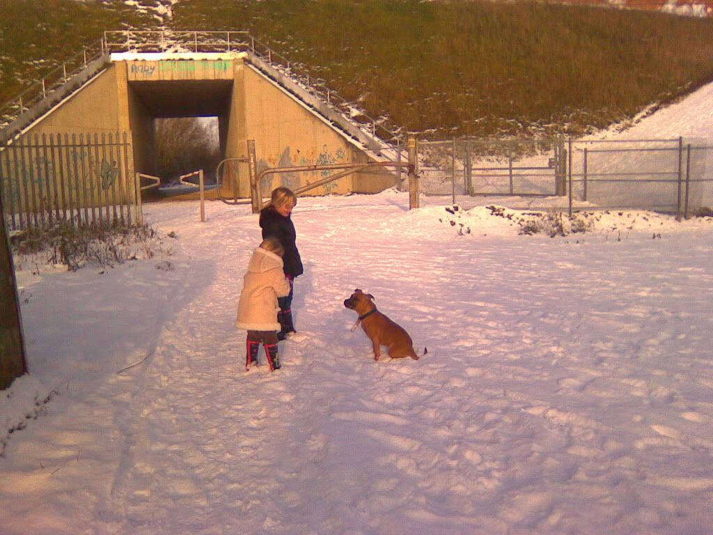 Dogs In The Snow! Image1120