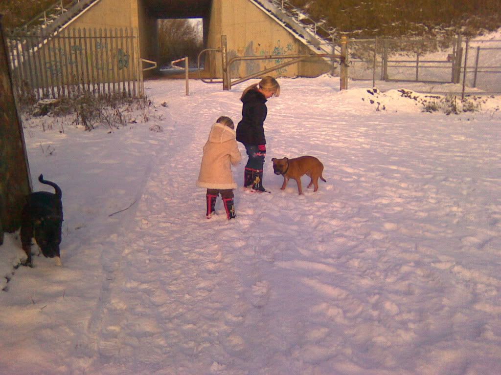 Dogs In The Snow! Image1121