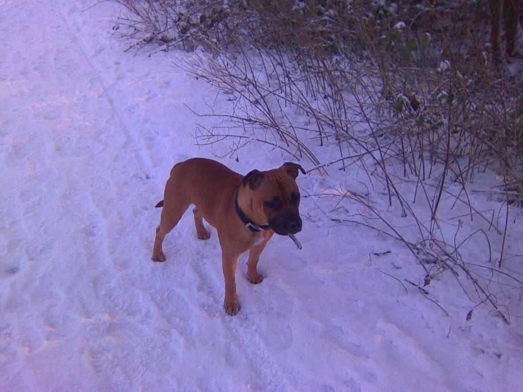 Dogs In The Snow! Image1122