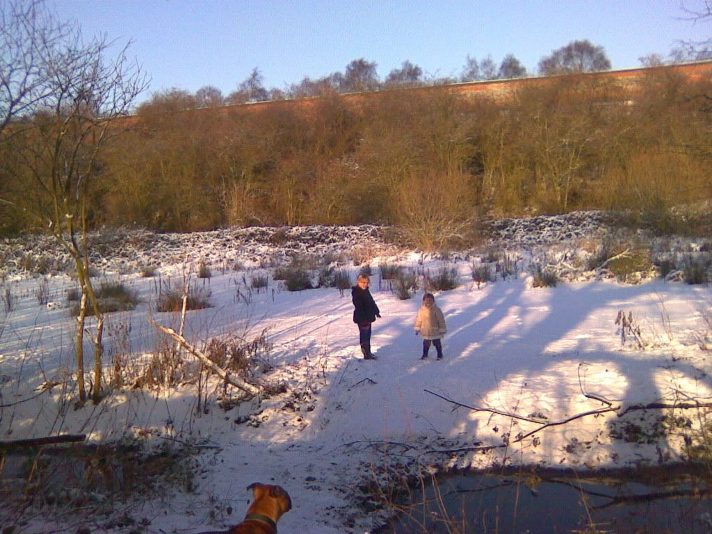 Dogs In The Snow! Image1132