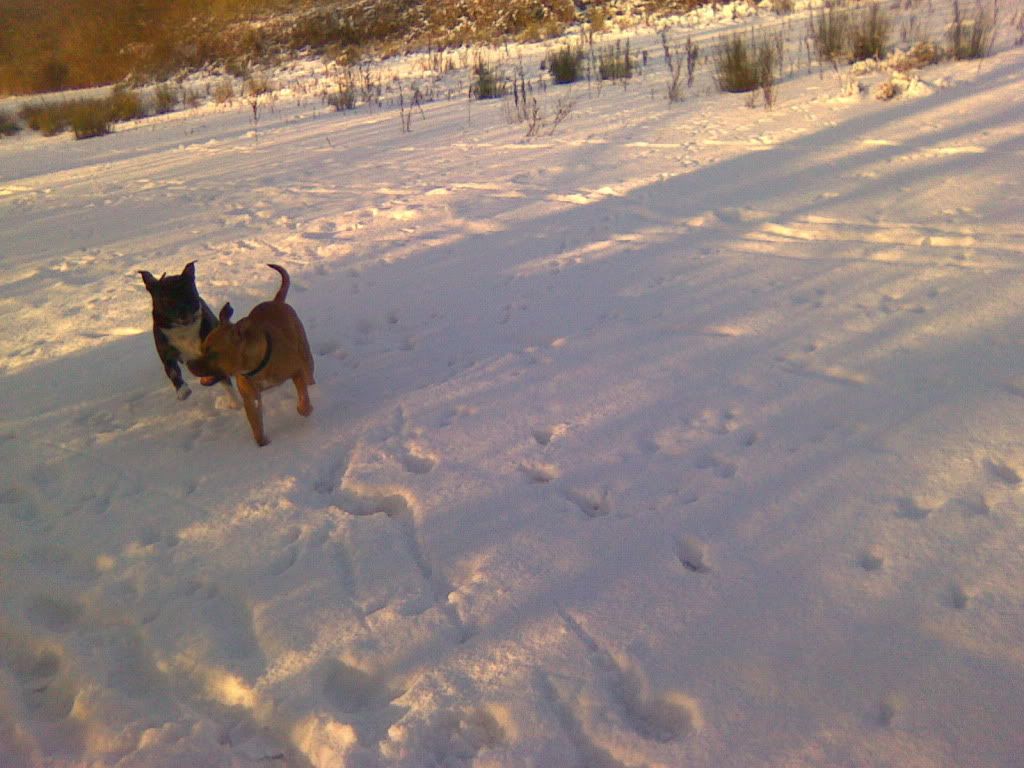 Dogs In The Snow! Image1135