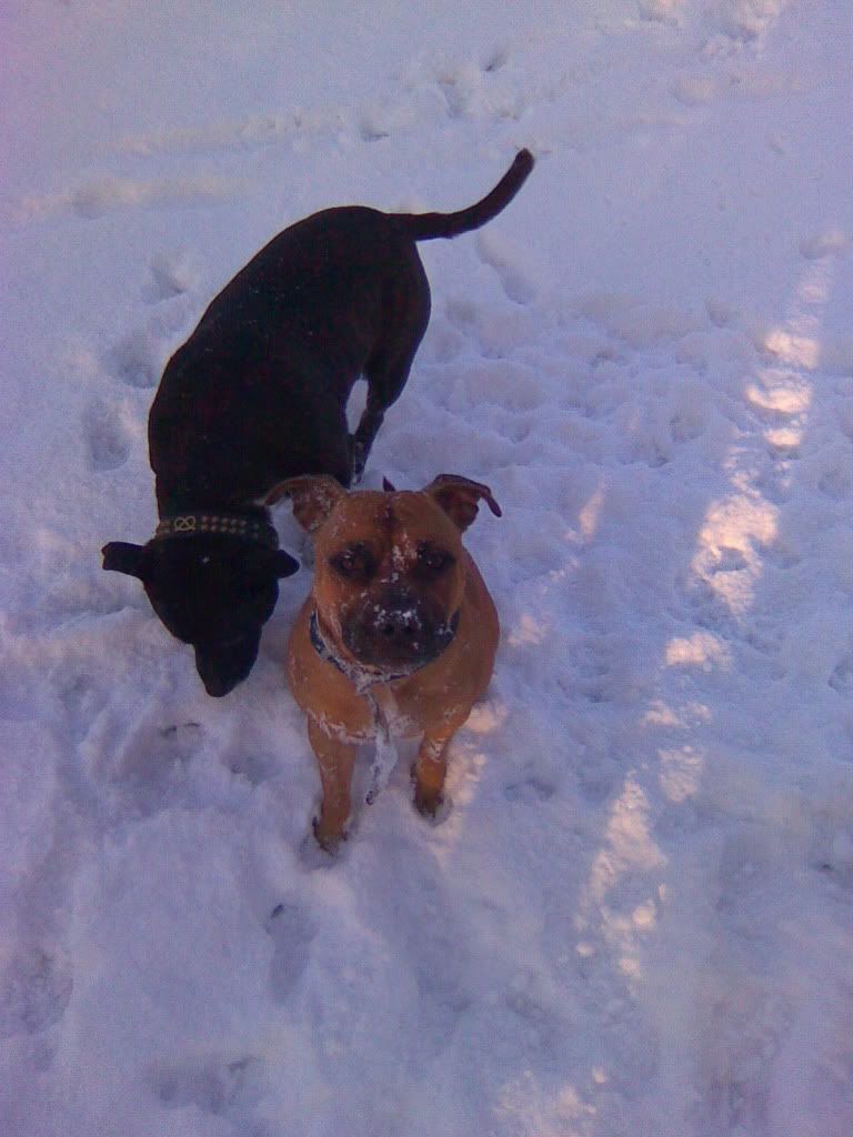 Dogs In The Snow! Image1139