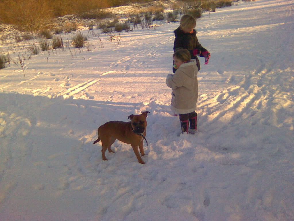 Dogs In The Snow! Image1140