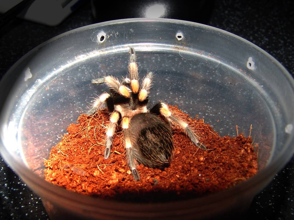 my exotic babes Smithi