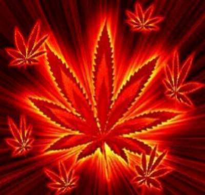 Staat darf legal Cannabis anbauen 1189539324_cannabis0