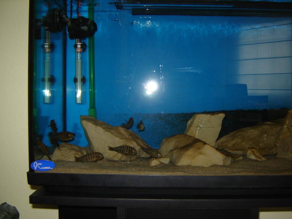 empezamos el proyecto....los peces ¡¡¡¡¡¡¡¡¡¡¡¡¡¡¡¡ Tropheussss002