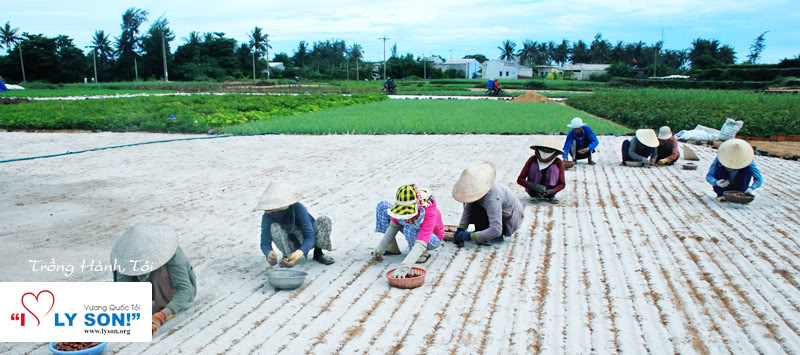 Hình ảnh đẹp nhất về Lý Sơn Tronghanhtoi