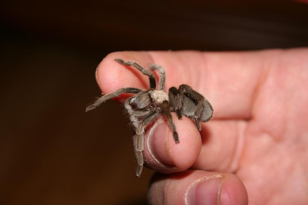 aphonopelma 'hualapai' 009-1