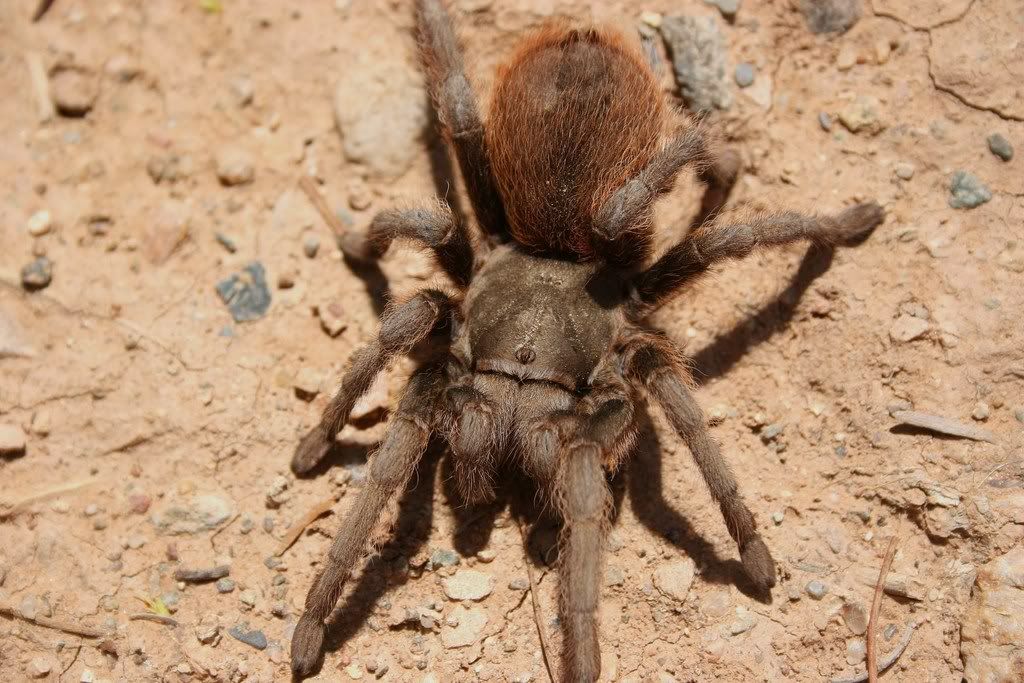 Aphonopelma sp. 'bisbee' 014-1