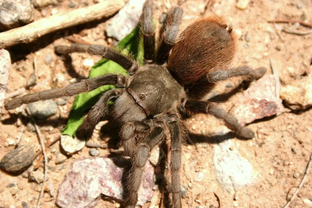 Aphonopelma sp. 'bisbee' 017-1