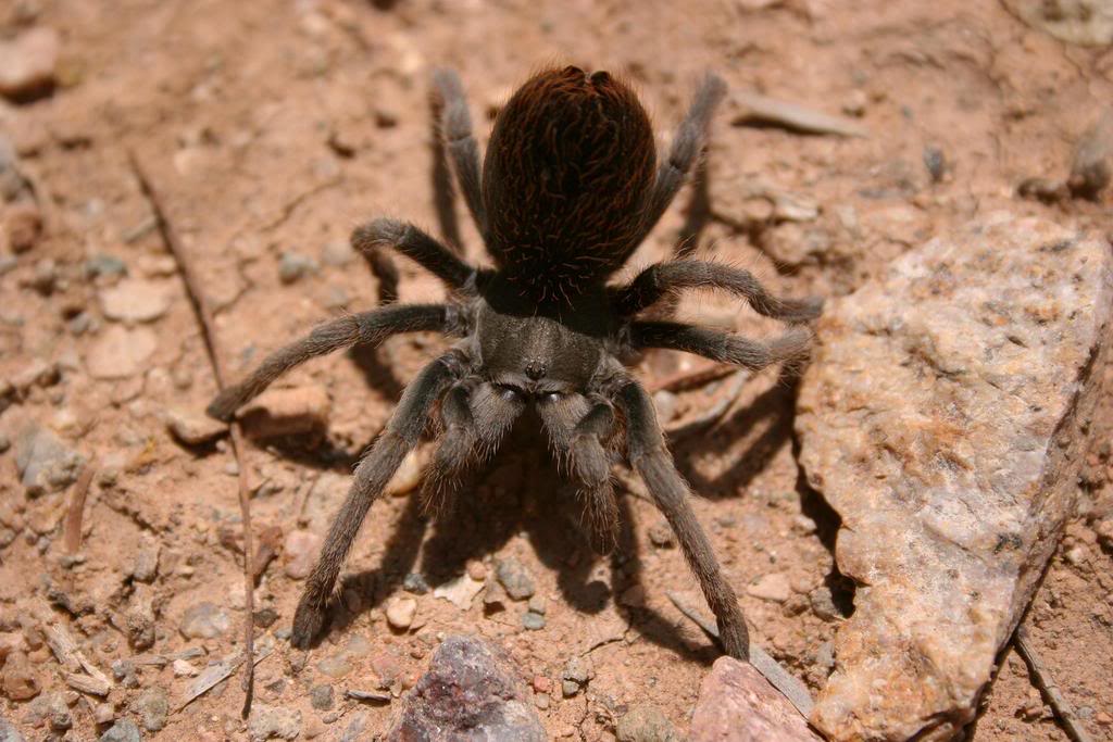 Aphonopelma sp. 'cochisei' 051