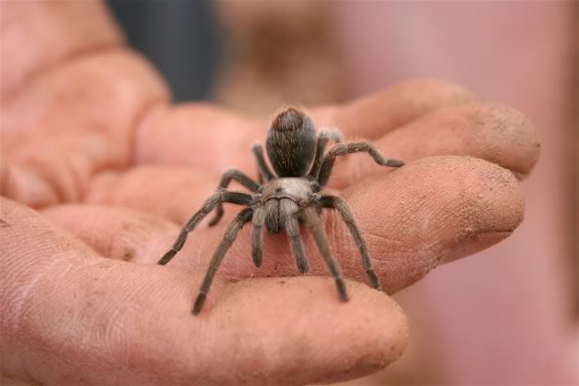 Aphonopelma Paloma Random1278