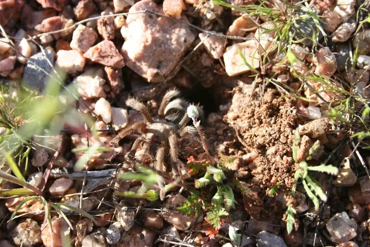 Aphonopelma Paloma Random1353