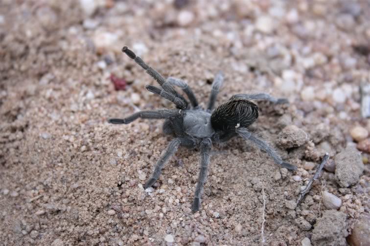 Aphonopelma Paloma Random1406