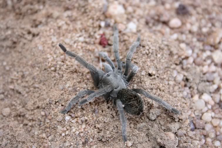 Aphonopelma Paloma Random1408