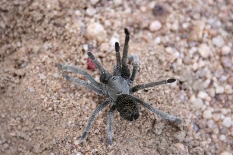 Aphonopelma Paloma Random1409