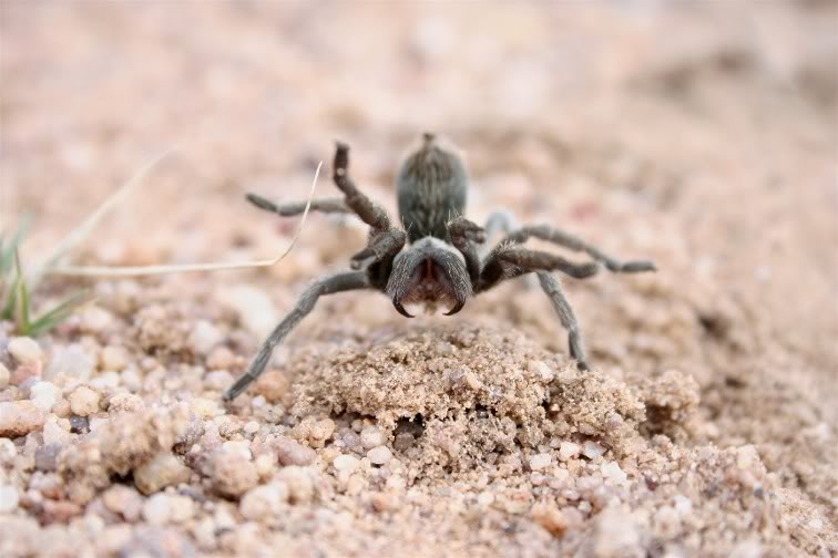 Aphonopelma Paloma Random1417