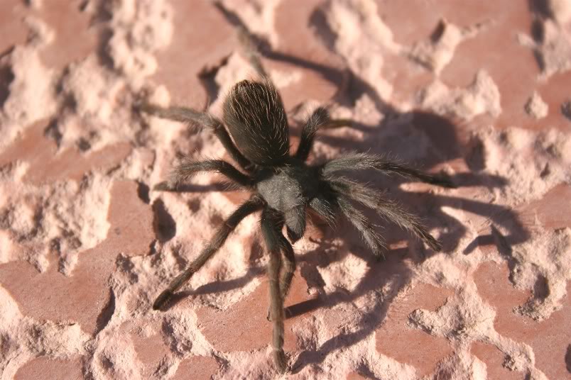 Aphonopelma Mojave Random1431