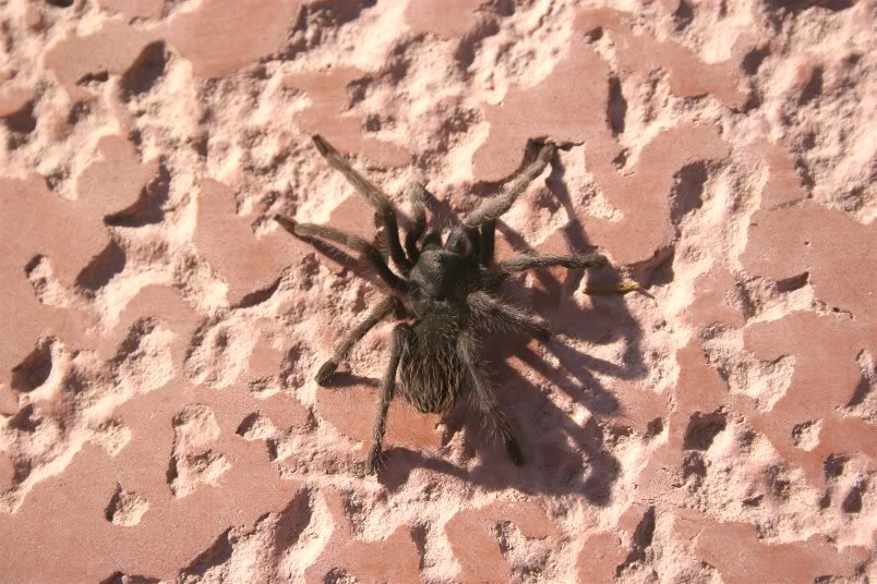 Aphonopelma Mojave Random1435