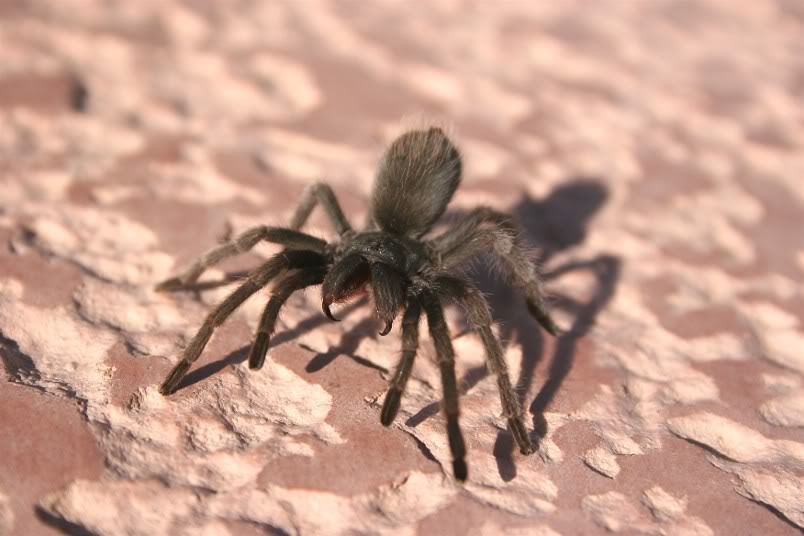 Aphonopelma Mojave Random1438