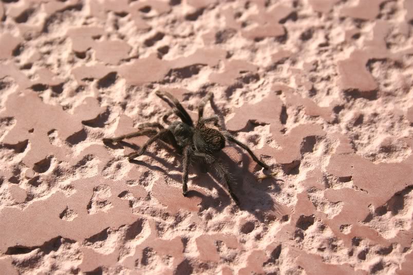 Aphonopelma Mojave Random1439