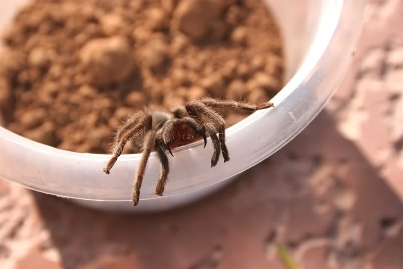 Aphonopelma Joshua Random1442