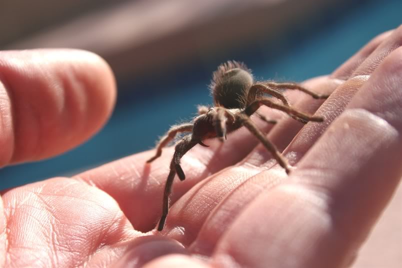 Aphonopelma Joshua Random1448