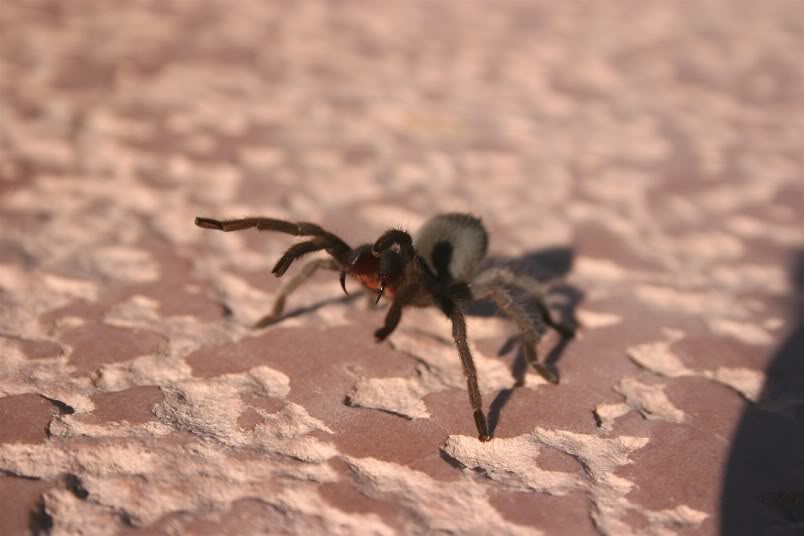 Aphonopelma Joshua Random1460