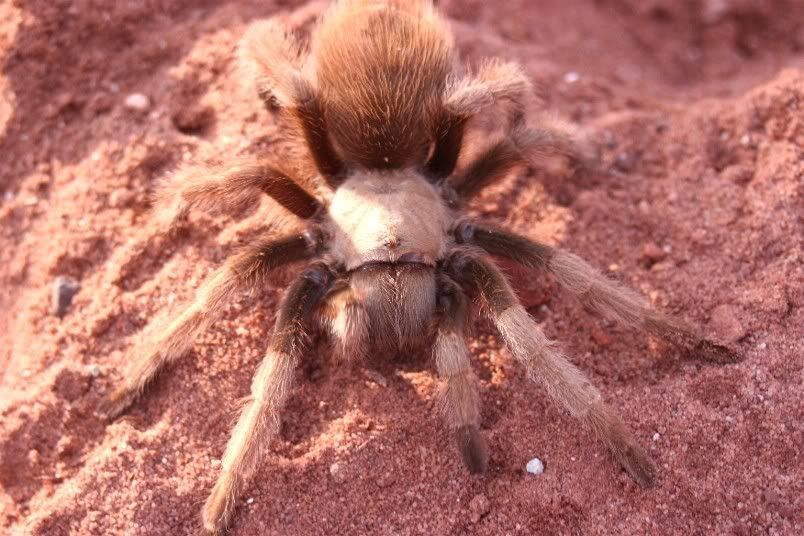 Aphonopelma sp. 'house rock brown' Random261