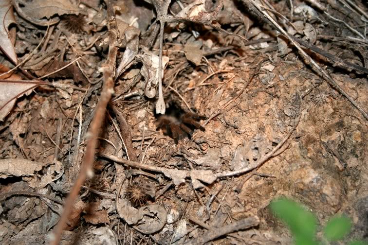 Aphonopelma Schmidti (chalcodes) Random267