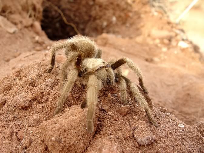 Aphonopelma sp. 'house rock brown' Trantula