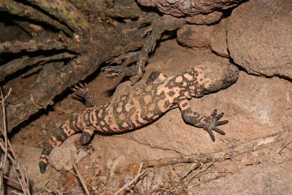 Gila monsters Picture004