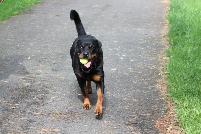 Eerste wandeling Wodan op het hulsbeek 075jpg