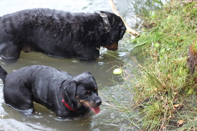 Eerste wandeling Wodan op het hulsbeek 089jpg