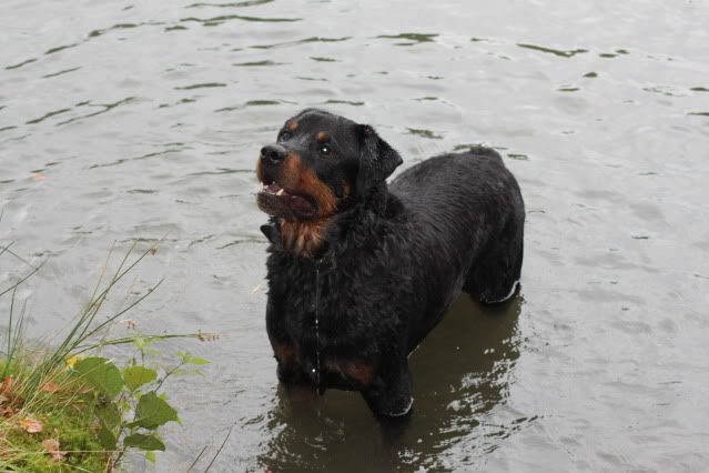 Eerste wandeling Wodan op het hulsbeek 103jpg