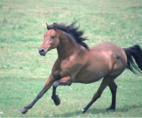 Friesian's Mustangs Galloping_horse