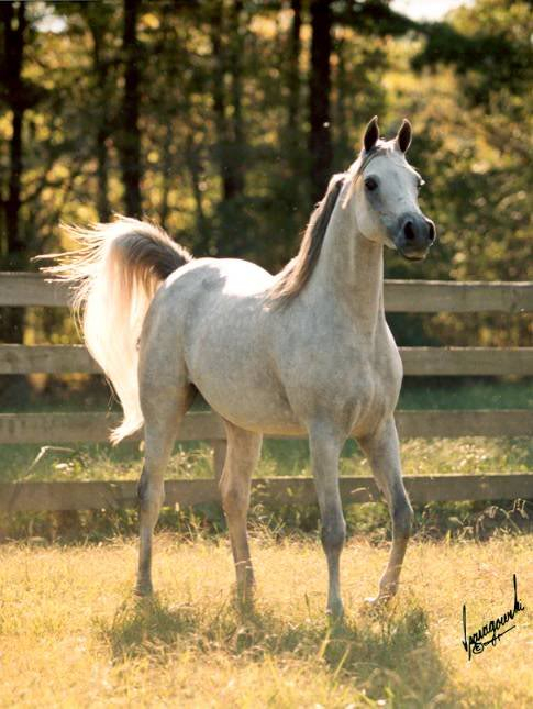 -FriesianFantasy's Wild Horse Herd- Oadegt