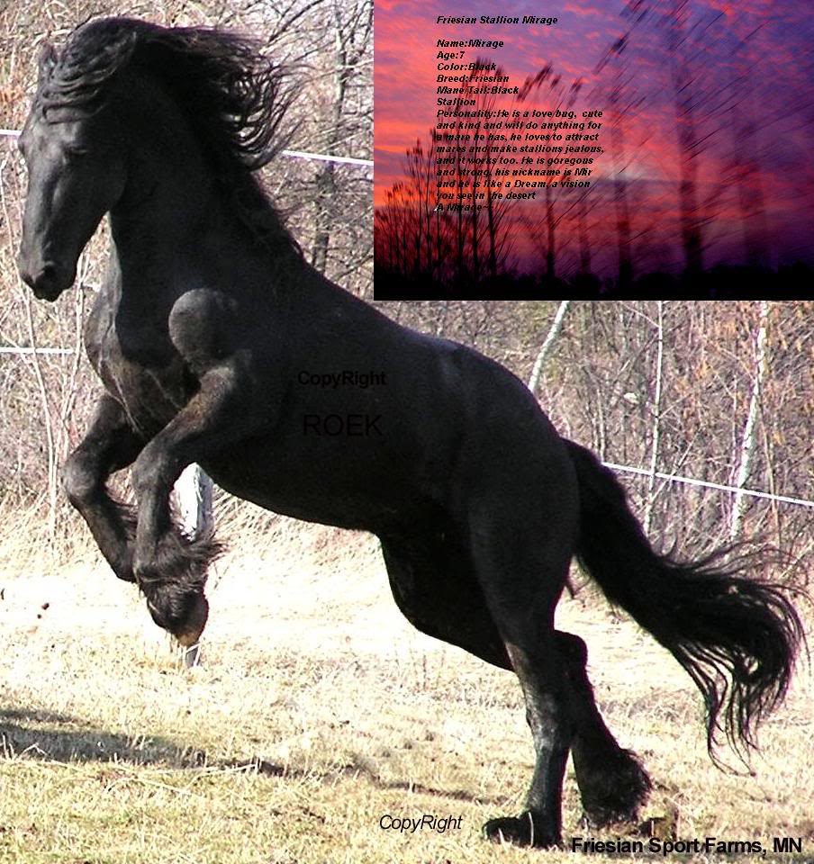 Friesian's Most beautiful Friesians Xfgxfhj-1