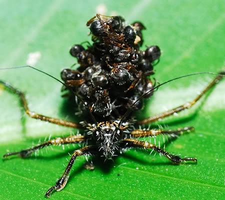 Insecto asesino usa cadáveres de sus víctimas como armadura PhpThumb_generated_thumbnailjpg12